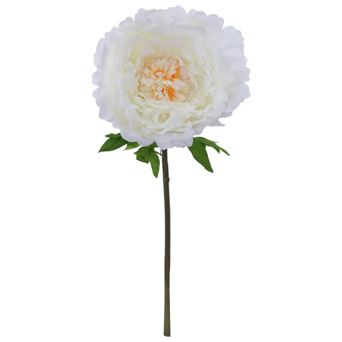 CREAM PEONY STEM 130CM HIGH 42CM DIAMETER TRAN