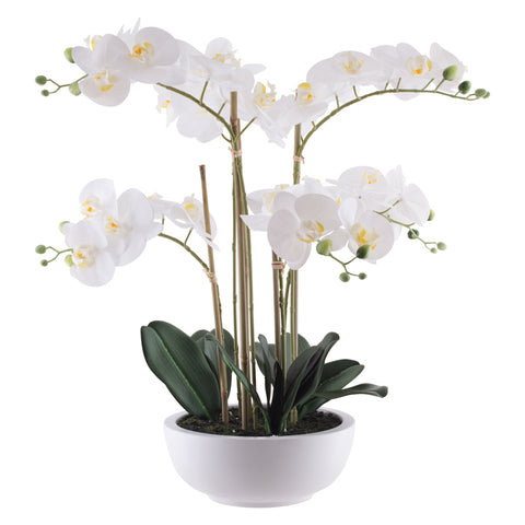 WHITE ORCHID IN POT64CM TRANS NATAL CUT GLASS