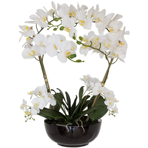 WHITE REAL TOUCH ORCHID 64CM TRANS NATAL CUT GLASS