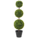TEAGRASS TRIPLE TOPIARY TRAN