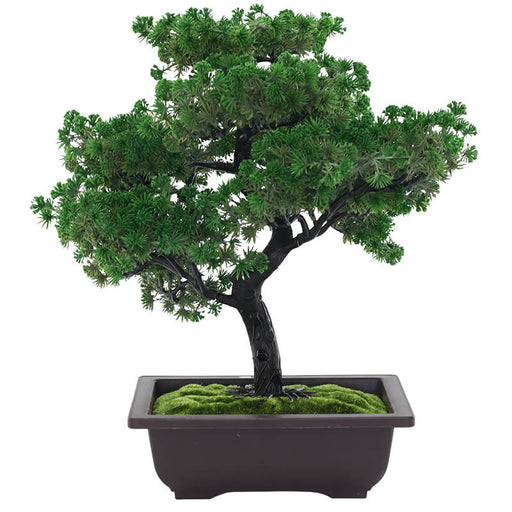 BONSAI PLANT WITH PLASTIC POT 40CM TRAN