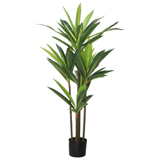 DRACAENA WITH PLASTIC POT 114CM TRAN