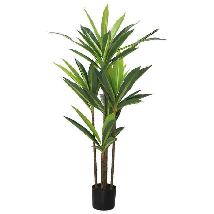 DRACAENA WITH PLASTIC POT 114CM TRAN