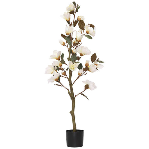 WHITE MAGNOLIA TREE IN POT 120CM TRAN