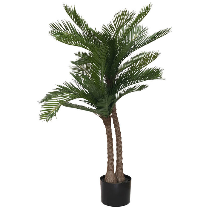 CYCAS IN POT 95CM TRAN