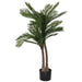 CYCAS IN POT 95CM TRAN