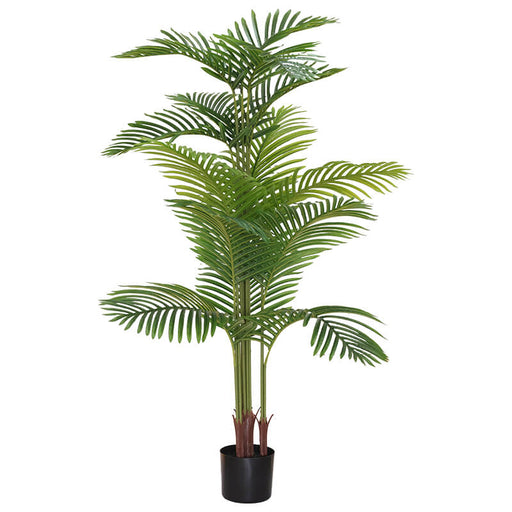 PALM IN POT 150CM TRAN