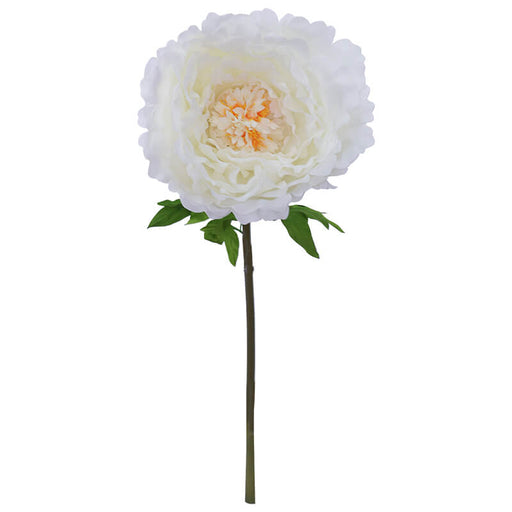 CREAM PEONY STEM 130CM HIGH 42CM DIAMETER TRAN
