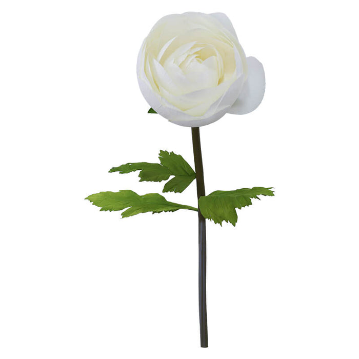 CREAM RANUNCULUS STEM 125CM HIGH 37CM DIA TRAN
