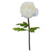 CREAM RANUNCULUS STEM 125CM HIGH 37CM DIA TRAN