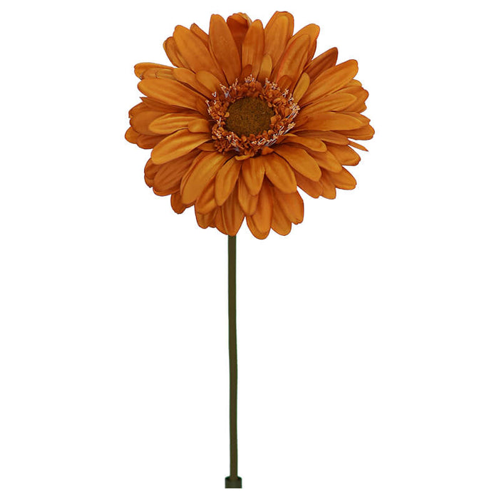 RUST DAISY 103CM TRAN