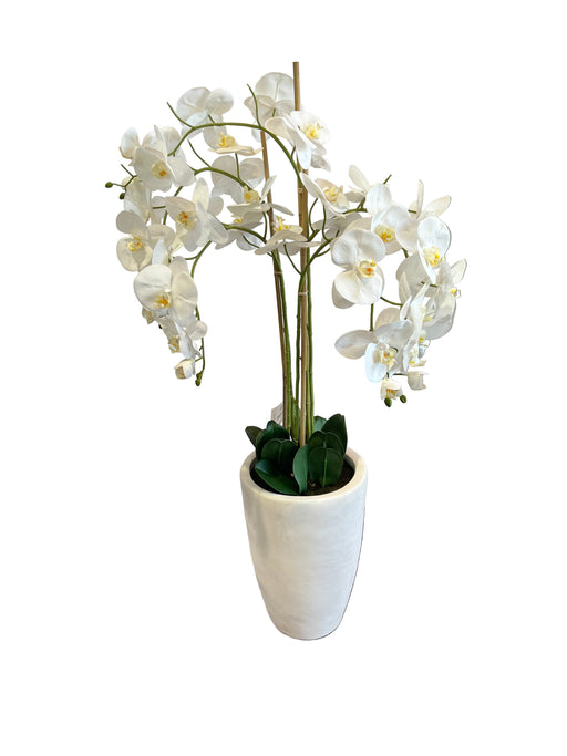 WHITE ORCHID IN POT 125CM TRAN