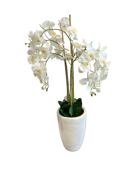 WHITE ORCHID IN POT 125CM TRAN