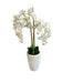 WHITE ORCHID IN POT 125CM TRAN