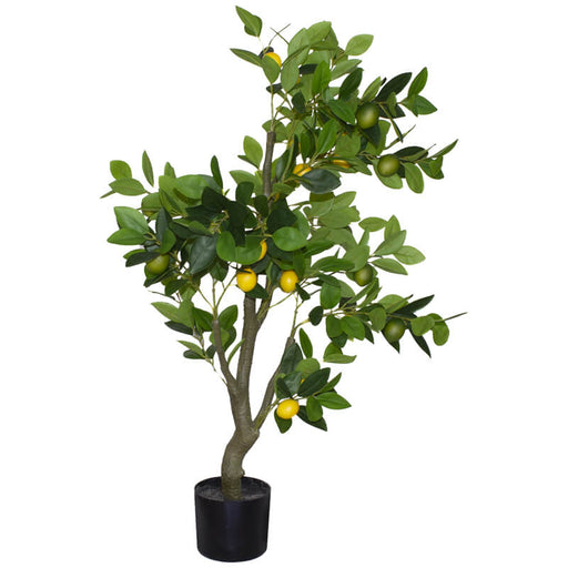 LEMON TREE 1.2M TRAN