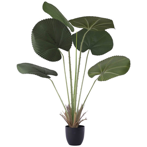 FAN LEAF PALM 120CM TRAN
