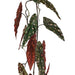 POLKA DOT HANGING BEGONIA 110CM TRAN