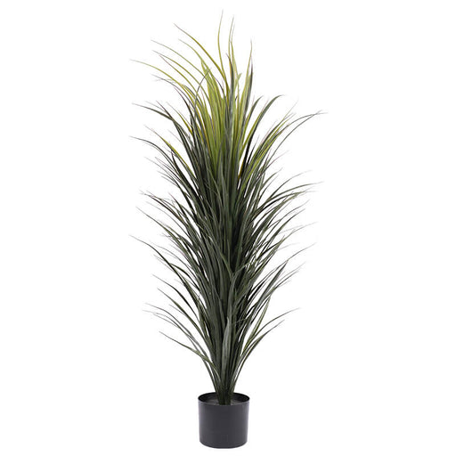 MADAGASCAN DRAGON PLANT 120CM TRANS NATAL CUT GLASS
