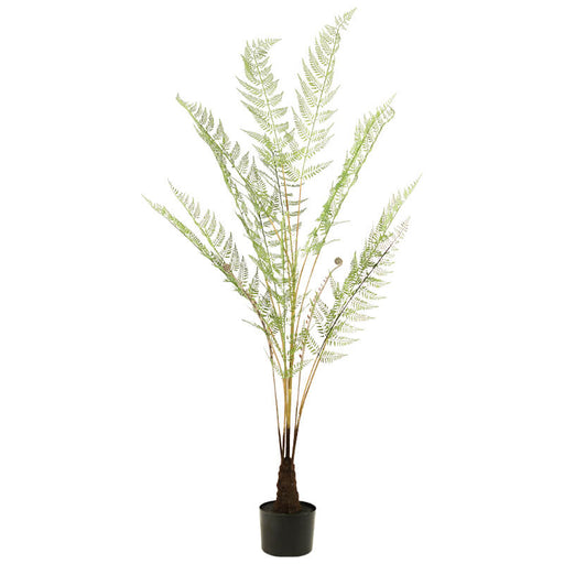 FERN IN POT 150CM TRANS NATAL CUT GLASS