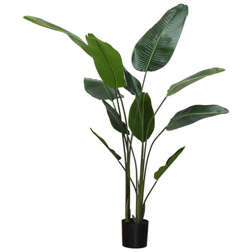 BANANA LEAF PLANT 1.9M TRAN