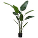 BANANA LEAF PLANT 1.9M TRAN