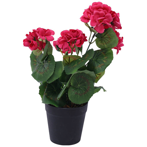 PINK GERANIUM PLANT IN POT 32CM TRAN