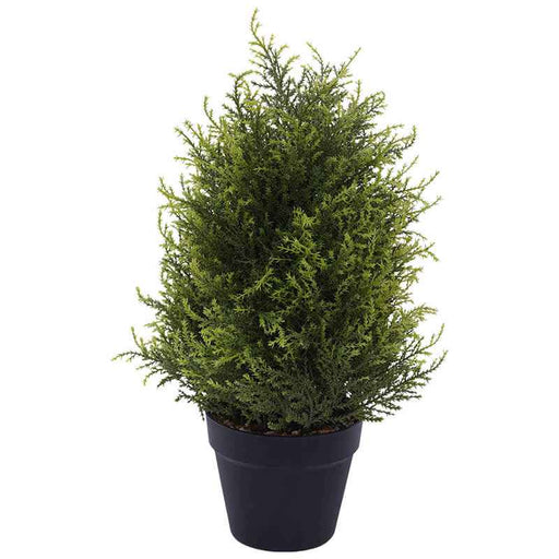 CYPRUS PLANT IN POT 50X16CM