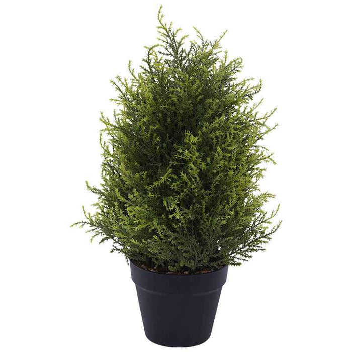 CYPRUS PLANT IN POT 50X16CM