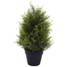 CYPRUS PLANT IN POT 50X16CM