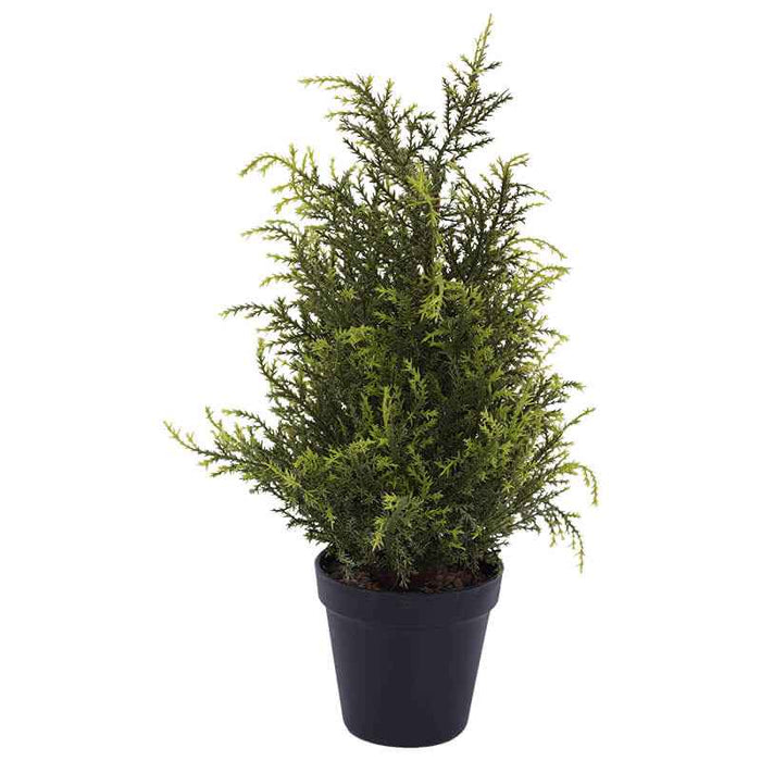 SMALL CYPRUS PLANT IN POT 45X10CM