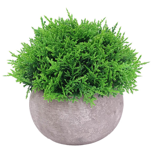 MINI CYPRUS IN POT 12CM TRAN