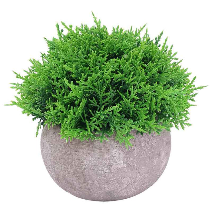 MINI CYPRUS IN POT 12CM