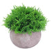MINI CYPRUS IN POT 12CM