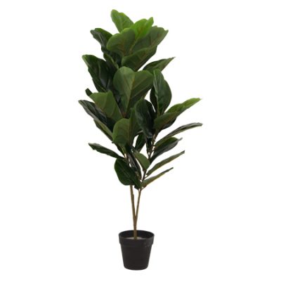 FIDDLE LEAF FIG TREE 90 CM  TRAN