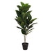 FIDDLE LEAF FIG TREE 90 CM  TRAN