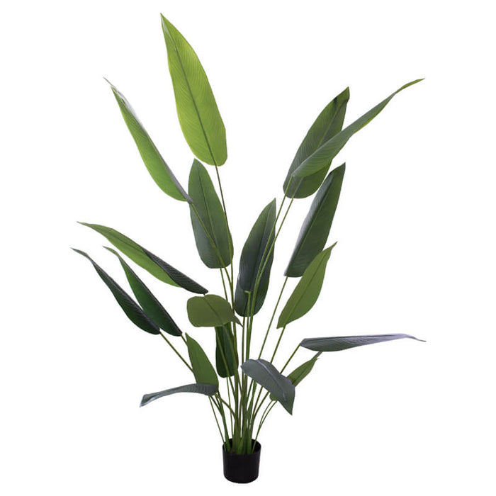 BANANA LEAF PLANT IN POT 1.5CM TRAN
