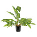 TARO POTTED PLANT 35CM  
