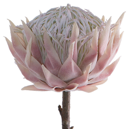 PINK PROTEA 67CM TRAN