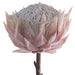PINK PROTEA 67CM TRAN