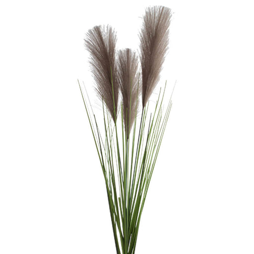 PAMPAS STEM 90CM CHARCOAL TRAN