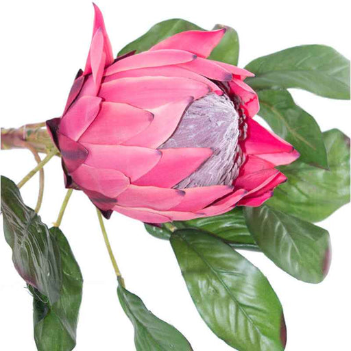 DARK PINK KING PROTEA 78CM TRAN