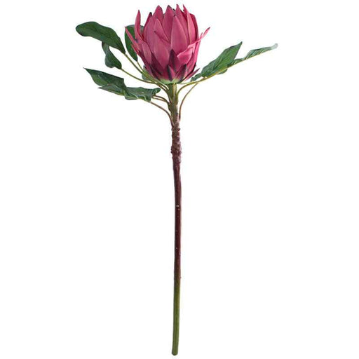 DARK PINK KING PROTEA 78CM TRAN