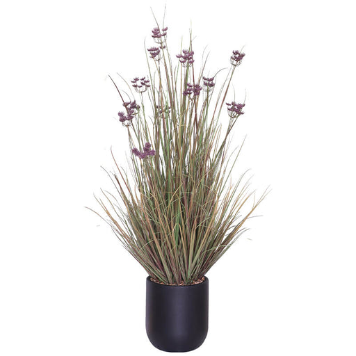 PURPLE LACE FLOWER YOUNG GRASS TRAN