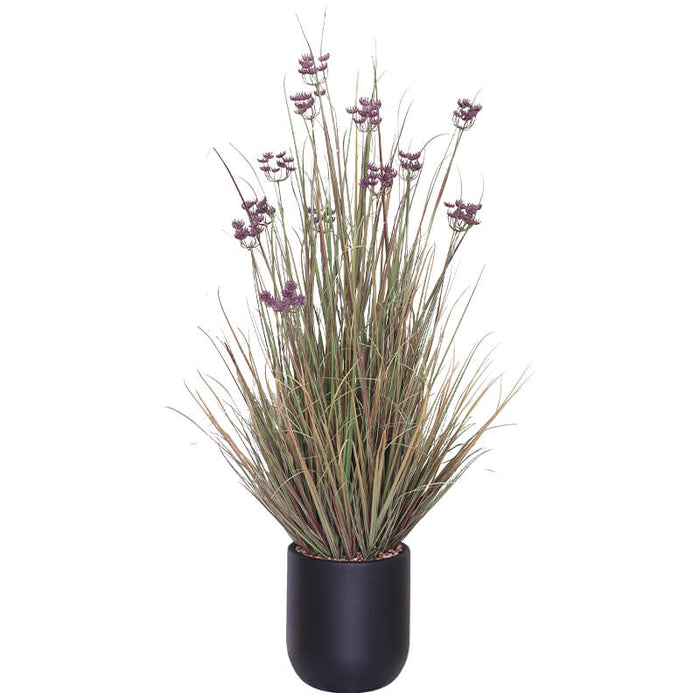 PURPLE LACE FLOWER YOUNG GRASS TRAN