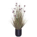 PURPLE LACE FLOWER YOUNG GRASS TRAN