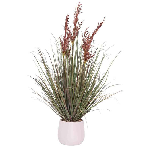 RED/RUST MISCANTHUS YOUNG GRASS