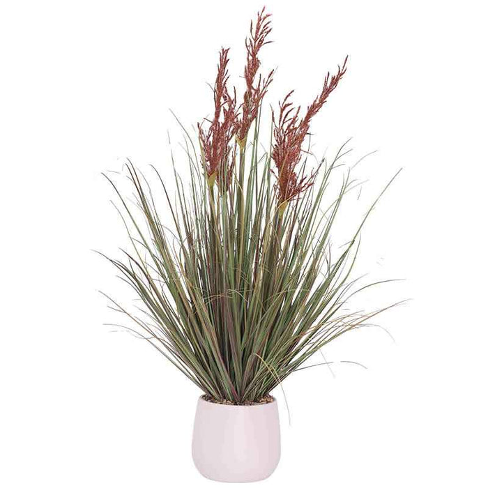 RED/RUST MISCANTHUS YOUNG GRASS