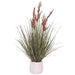 RED/RUST MISCANTHUS YOUNG GRASS