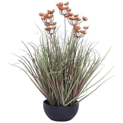 ORANGE LACE FLOWER YOUNG GRASS 55CM