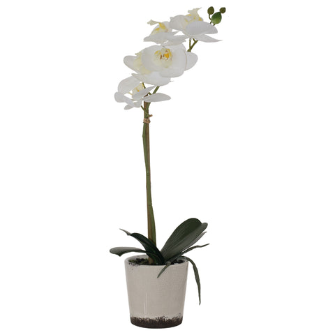 WHITE REAL TOUCH ORCHID 43CM TRANS NATAL CUT GLASS